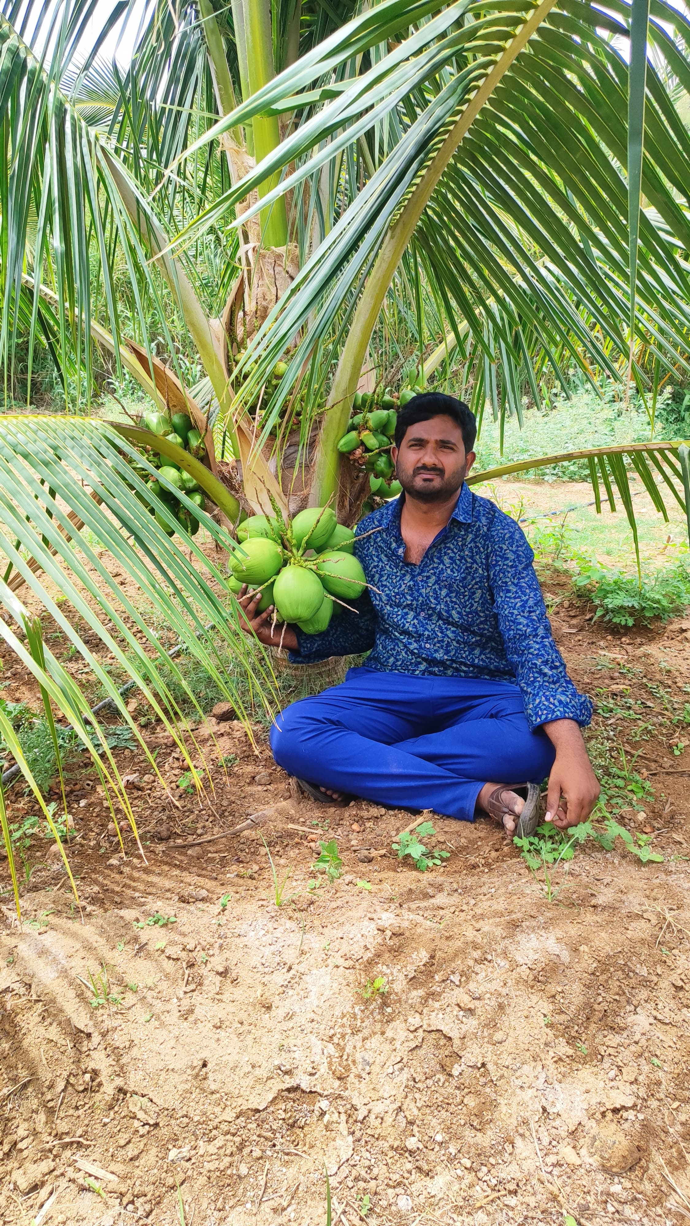 Kalpasree Coconut